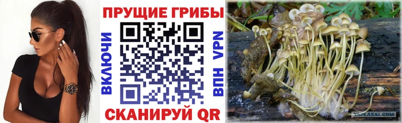Галлюциногенные грибы прущие грибы  мориарти наркотические препараты  Судогда  где найти наркотики 